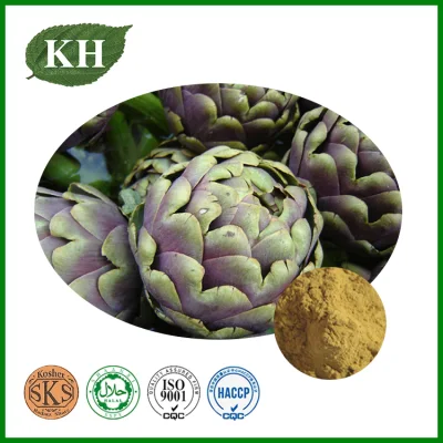 Artichoke Extract with High Quality and Best Price From Kingherbs